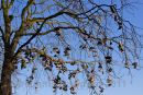 Shoe Tree